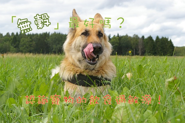 「無穀」最好嗎？認識寵物的飲食過敏源！ 寵物, 飲食, 無穀, 麩質, 過敏