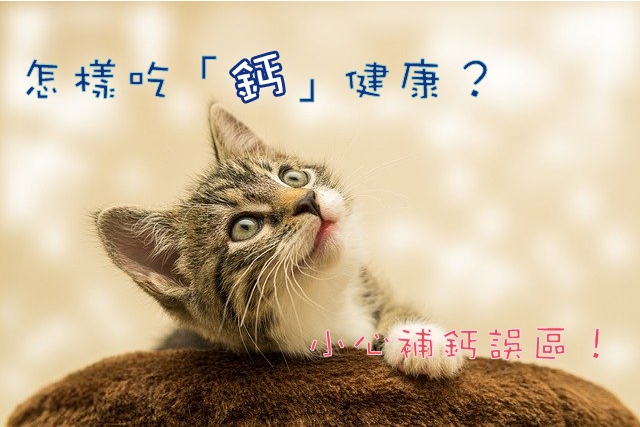 寵物, 濕食, 罐頭, 鮮食, 生食