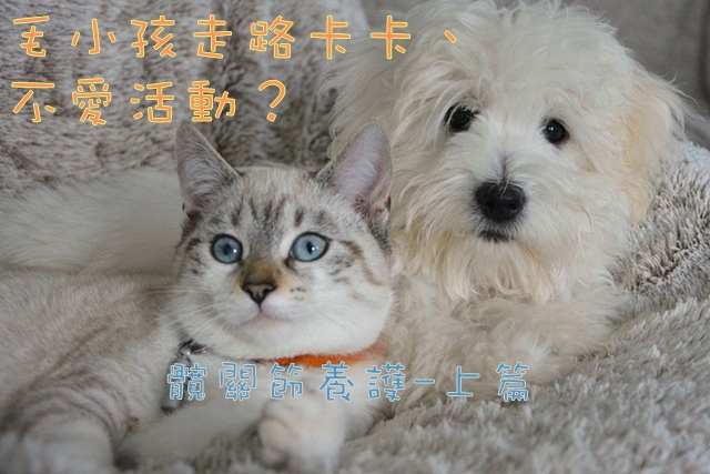 寵物, 健康, 髖關節, 退化, 病變