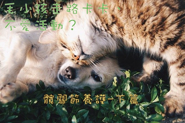 寵物, 健康, 髖關節, 退化, 病變