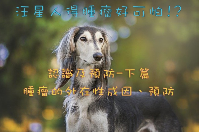 寵物, 健康, 腫瘤, 癌症, 預防