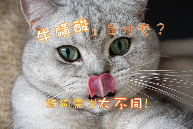 牛磺酸是什麼？貓狗需求大不同！ 寵物, 飲食, 牛磺酸, 乾糧, 飼料