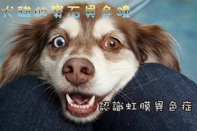 犬貓的寶石異色瞳──認識虹膜異色症