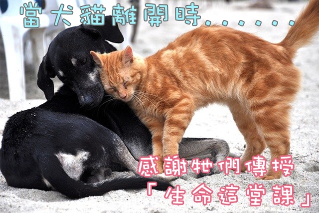 寵物, 健康, 殯葬, 火化, 死亡