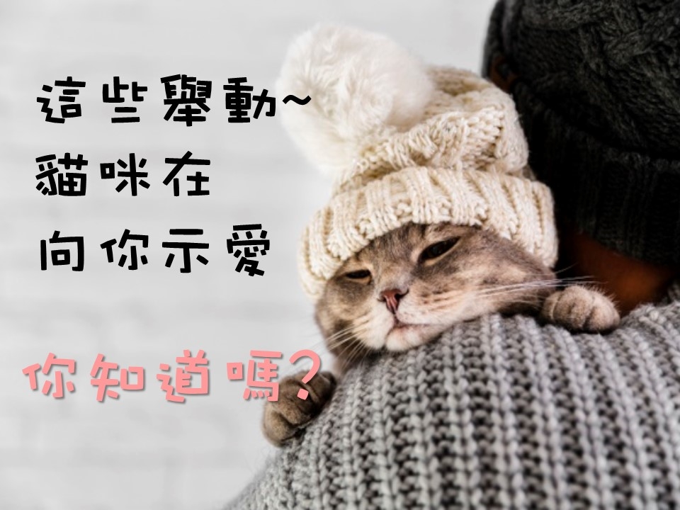 寵物, 行為, 相處, 語言, 撒嬌